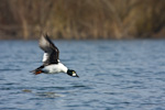 Common Goldeneye Taking Flight